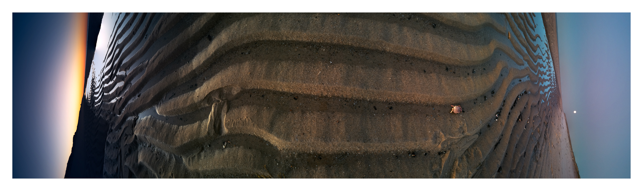 270° Phases: Upstream/Downstream<br>Crab in a Sunset Moon Rise, Cape Cod National Seashore - 2023